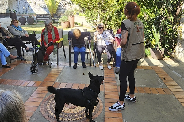 oficinas com animais